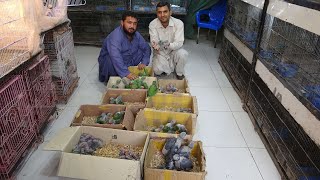 Birds Market Sadar Visit Bache Hi Bache | Sohail Ahmed TV | in Urdu/Hindi.