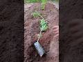Why I’m Planting My Tomatoes Horizontally