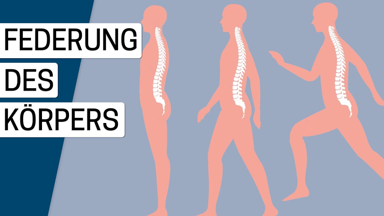 Was ist die Funktion der Wirbelsäule?