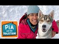 Sibirischer Husky | Information für Kinder | Pia und die Haustiere