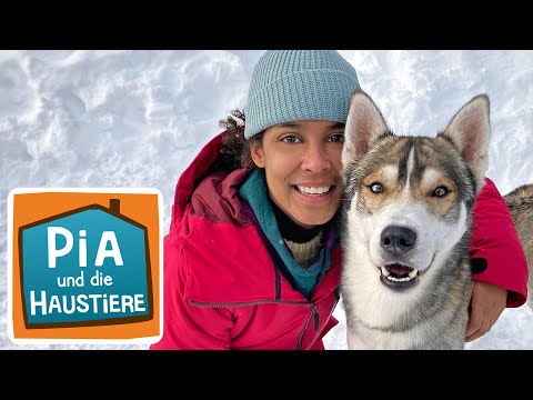 Video: Sibirischer Husky