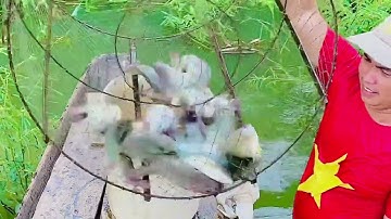 Đặt Lờ cá rô phi, hồ Trị An.