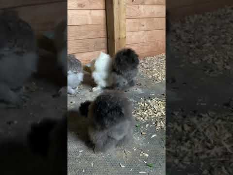 Fluffy Bums! - YouTube