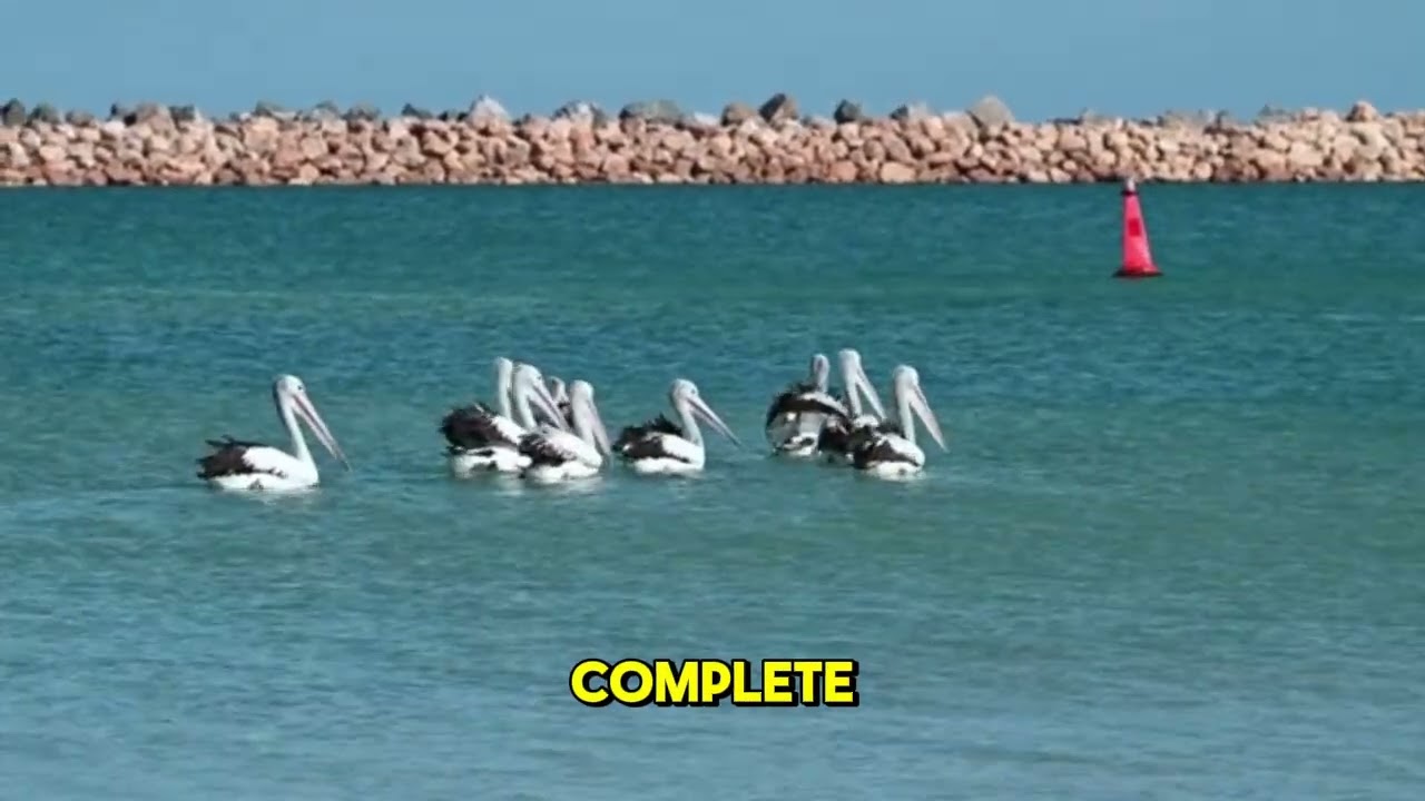 Pelican Migration  A Journey Across Continents