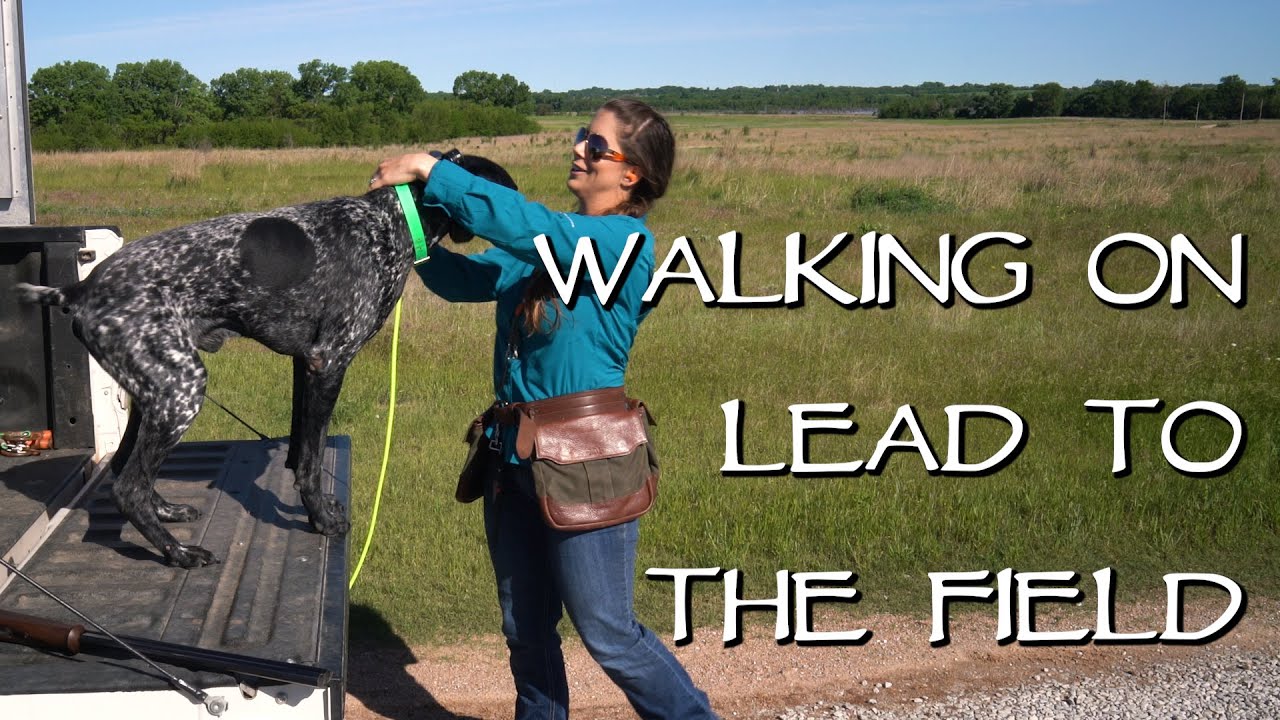 Walking On Lead To The Field Gun Dog Training Quick Tip YouTube