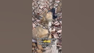 He was found CHAINED to a fence...#shorts  #puppy #rescue #cuteanimal #cutedog #dog #dogrescue