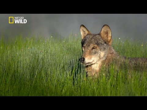 oso bebe vs puma