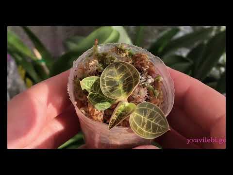 ორქიდეა მაკოდეს პეტოლა. Macodes petola როგორი მოვლა სჭირდება #lela #chitashvili #orchids