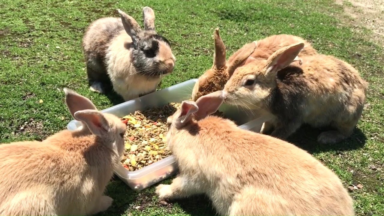 Can Rabbits Eat Granola: Essential Facts Every Owner Must Know