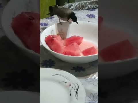    هندونه و بلبل خرمام