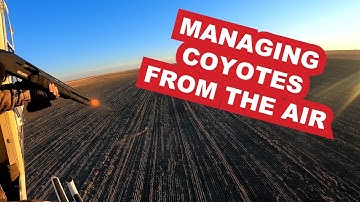 Coyotes From The Air