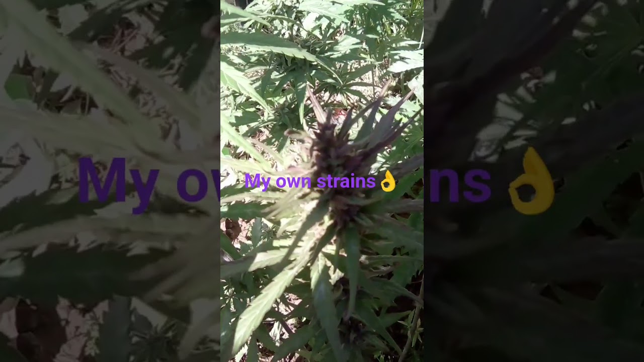 my dominant sativa strains