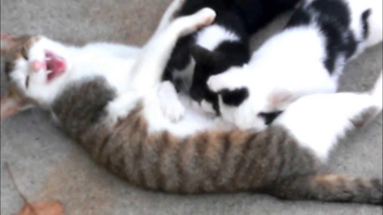 Wild mother cat still nursing her kittens YouTube