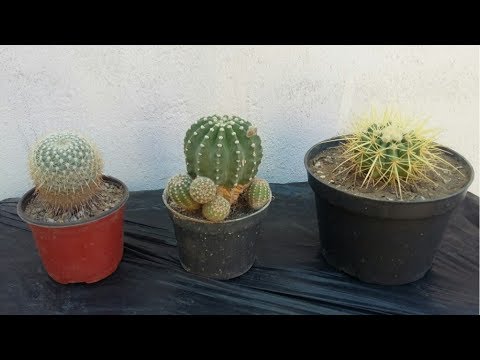 Video: Cultivo De Cactus Y Coníferas En Interiores