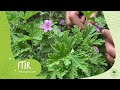 Itır | Pelargonium Faydaları ve Kullanımı