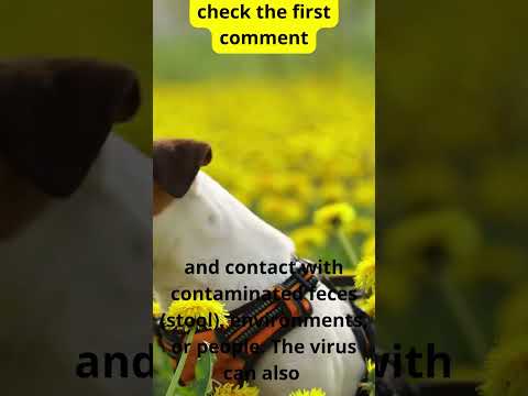 Video: Koerte parvoviirus (Parvo)
