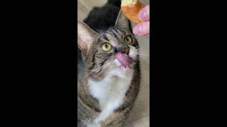CAT LOVES DONUTS #SHORTS #cutecat #funnycat #catshorts