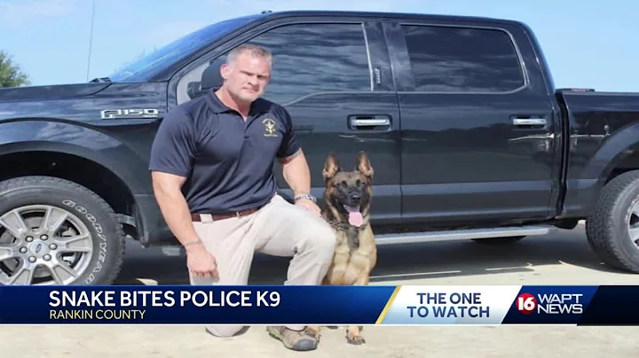 K9 recovering after snake bite