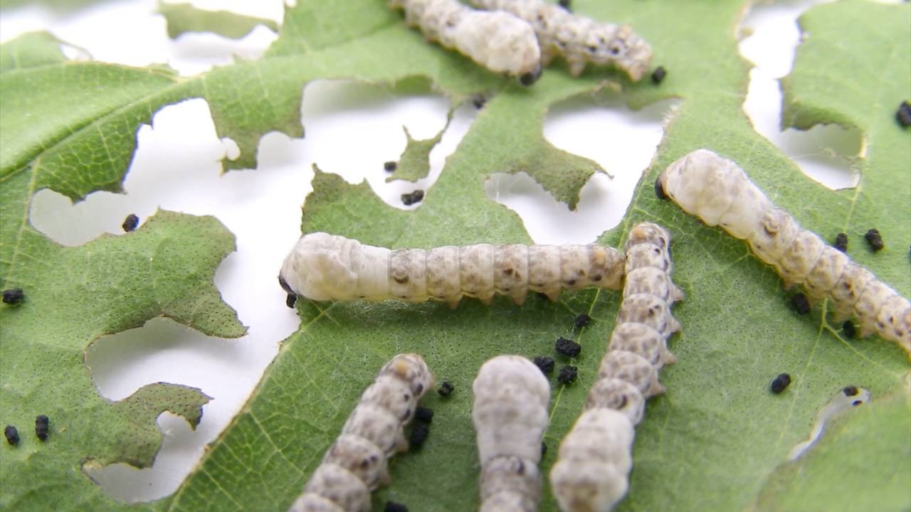 桑の葉飼育蚕2眠里山のクラフト便り YouTube 桑の葉飼育蚕2眠里山のクラフト便り YouTube