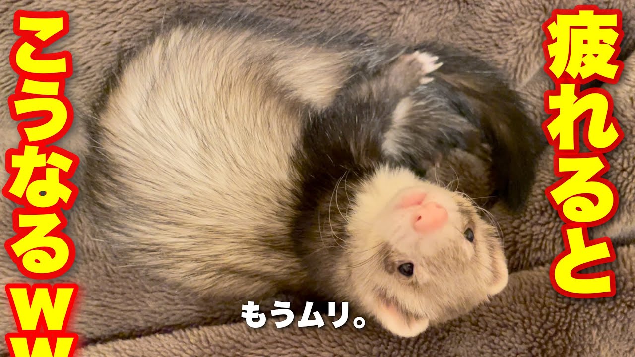 フェレット 遊び疲れるとこうなりますwww Youtube