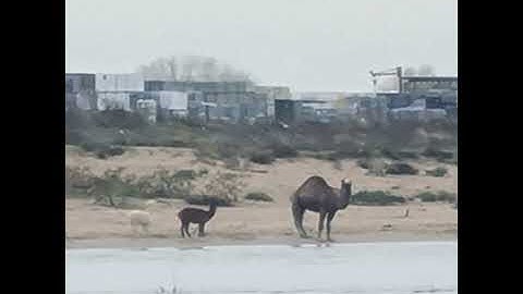 Transparent Mirror - Justice Chills ft. AI