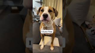 This Dog cam say I Love You so much  - Tiktok Funny