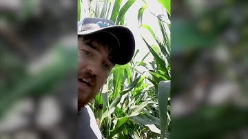 FMC Tech Talk: Save Time With the Season-Long Protection of New Xyway™ 3D In-Furrow Fungicide