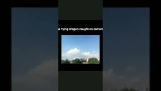 Flying dragon caught on camera