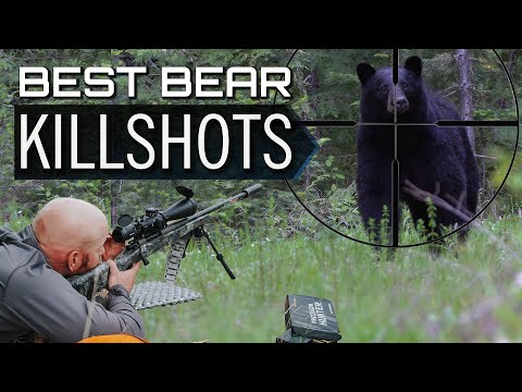 BEST BEAR KILL SHOTS YOU'LL EVER SEE!