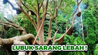 The Most Biggest, Many \u0026 Dangerous Bee Nest | Jumpa Lubuk Sarang Lebah Terbanyak - eps256