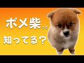 柴犬？いやなんか違う。一目でわからないポメ柴知ってますか？