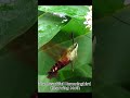 Unbelievable close-up of Clearwing Hummingbird moth