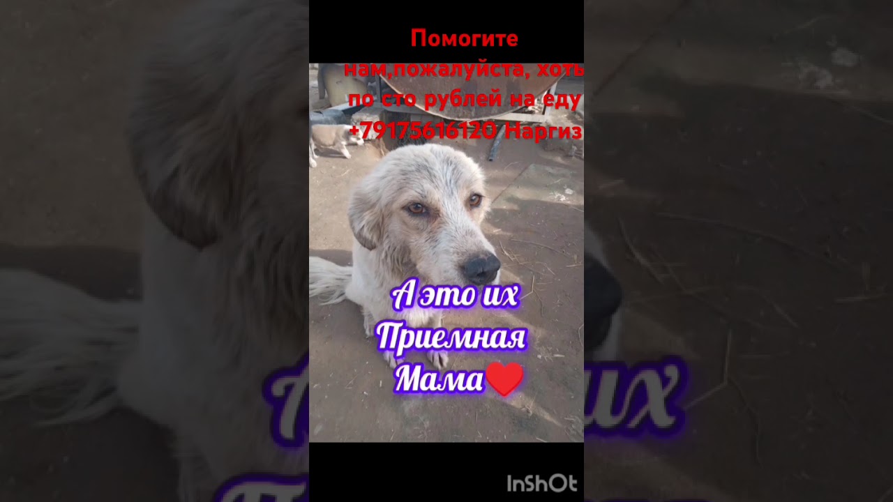 Все подробности и отчеты в ТГ  