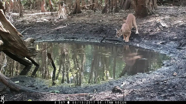 Waterhole Trail Camera Pickup