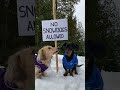 Wiener dogs DESTROY snowman