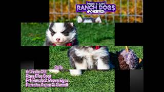 Sally the pomsky puppy is 8 weeks old! by Maine Aim Ranch Dogs 66 views 5 months ago 1 minute, 43 seconds