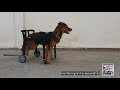 วีลแชร์กับหมาวัด หมาวัดถูกรถสิบล้อเหยียบ พิการขาหลังใช้งานไม่ได้ #วีลแชร์สุนัข