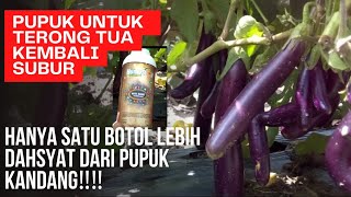 🔴cara meremajakan terong usia tua kembali subur dan berbuah lebat