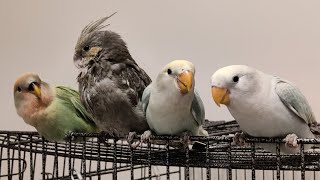 Three  Love Bird Babies and A Cockatiel Baby