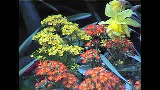 Compare Digital 8 vs Hi8 vs DV