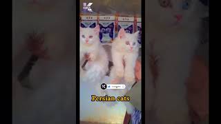 afghanistan kabul hd viralvideo cats