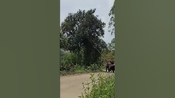 Felling a Tree Using Just a Rope #shorts