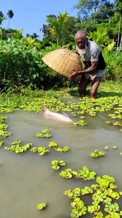 What kind of fish is this? #bigcatfeverrods #bigfish #fish #walleyefishing #hugefish