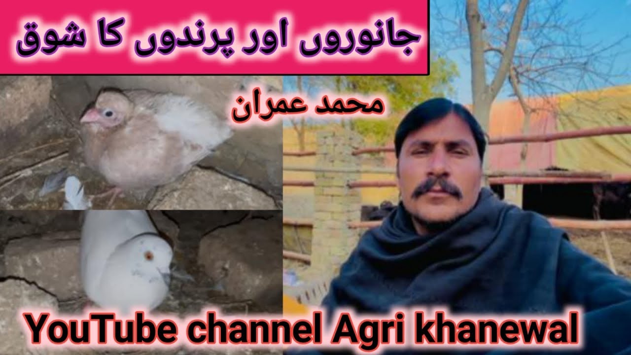 Janvron ka shoq || جانوروں کاُشوقُ|| @AgriKhanewal159 