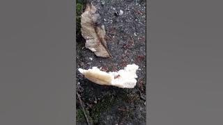 slow motion ant #pewdiepie #tseries