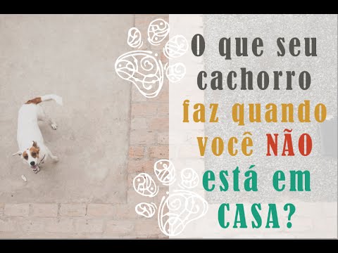 O que um cachorro faz quando está sozinho na casa? | por Isa Ribeiro - Na nossa vida