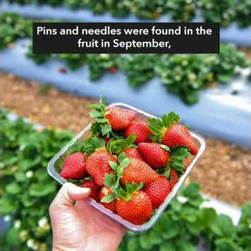 Ex-farm supervisor charged over Australia strawberry sabotage