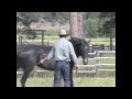 Amazing horses with jonathan field