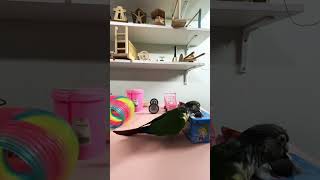 Bird Training:smart lovebird parrot l smart little cute parrot #training#smartparrot#cute