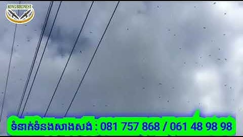 Testing swiftlet calling sound